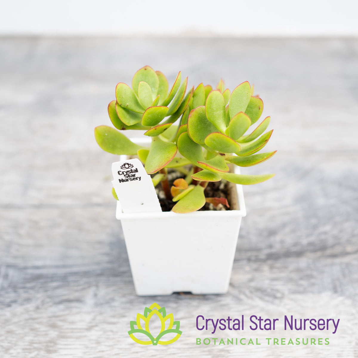 Crassula Radicans &#39;Small Red Carpet&#39;