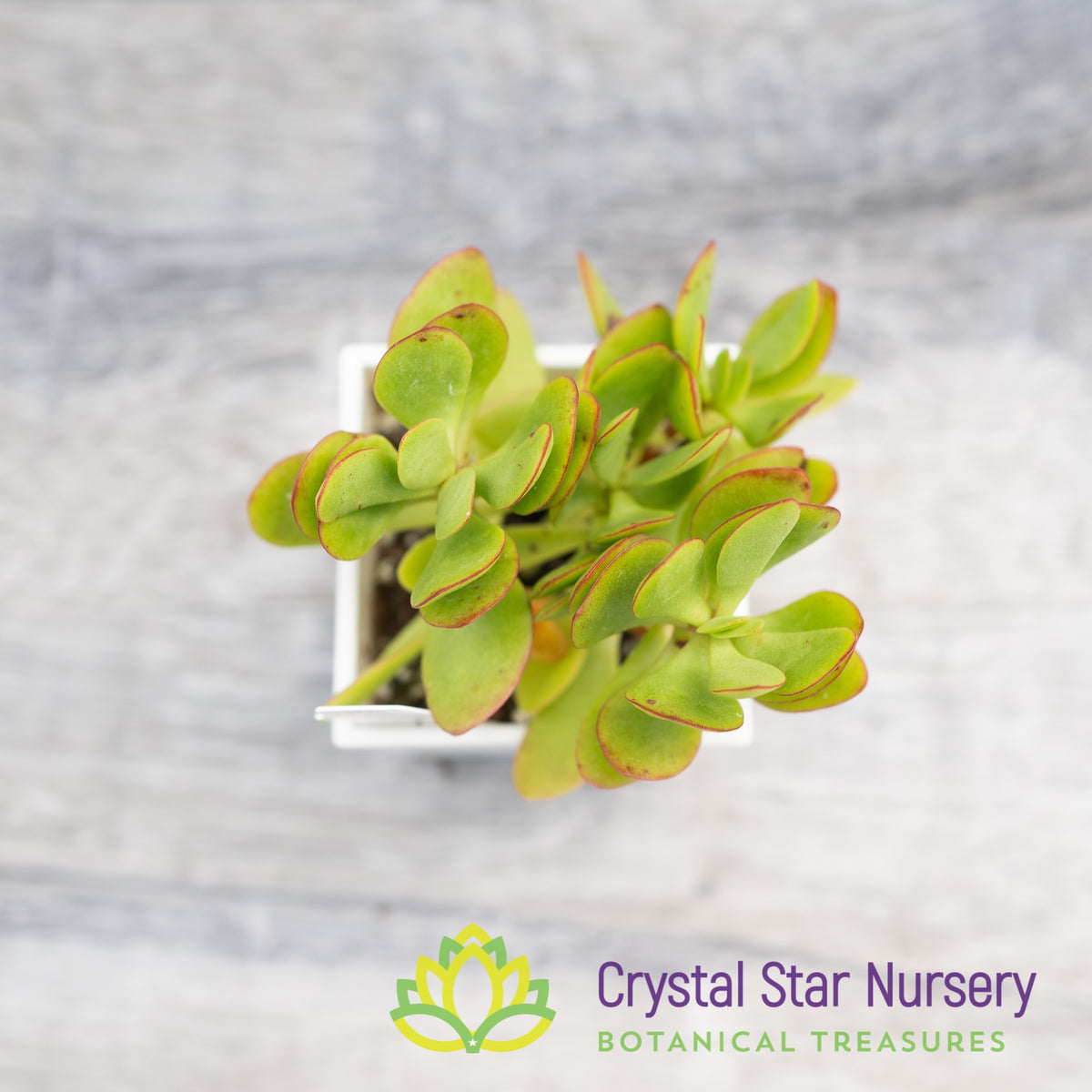 Crassula Radicans &#39;Small Red Carpet&#39;