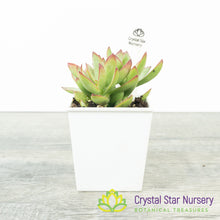 Crassula Rubricaulis