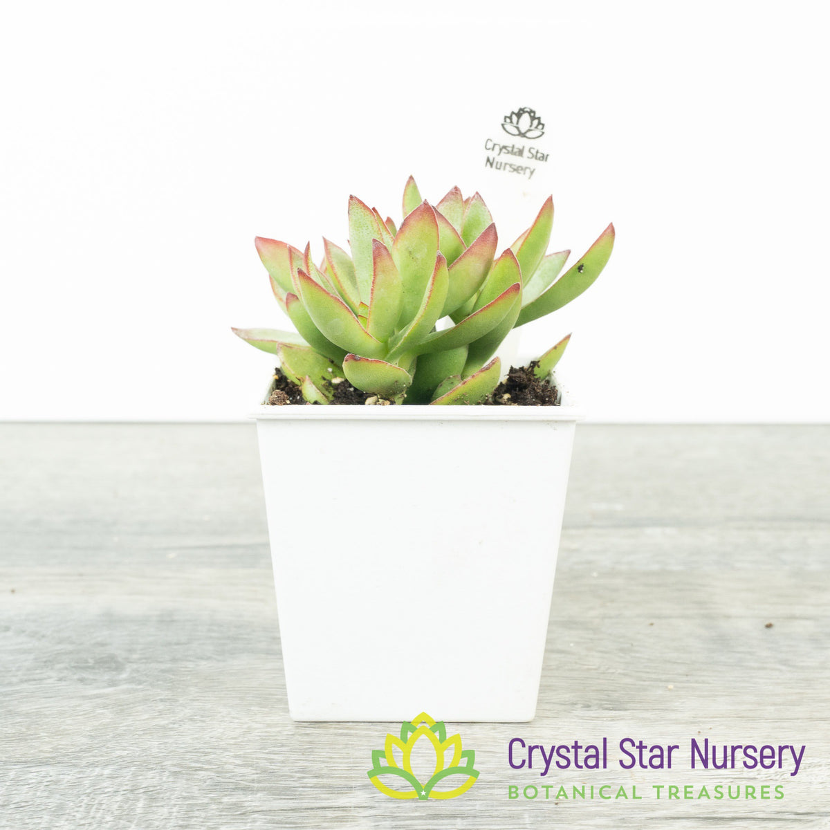 Crassula Rubricaulis