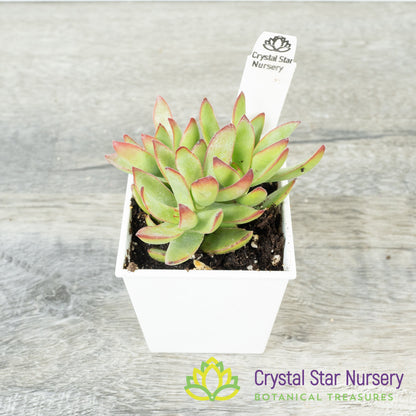 Crassula Rubricaulis