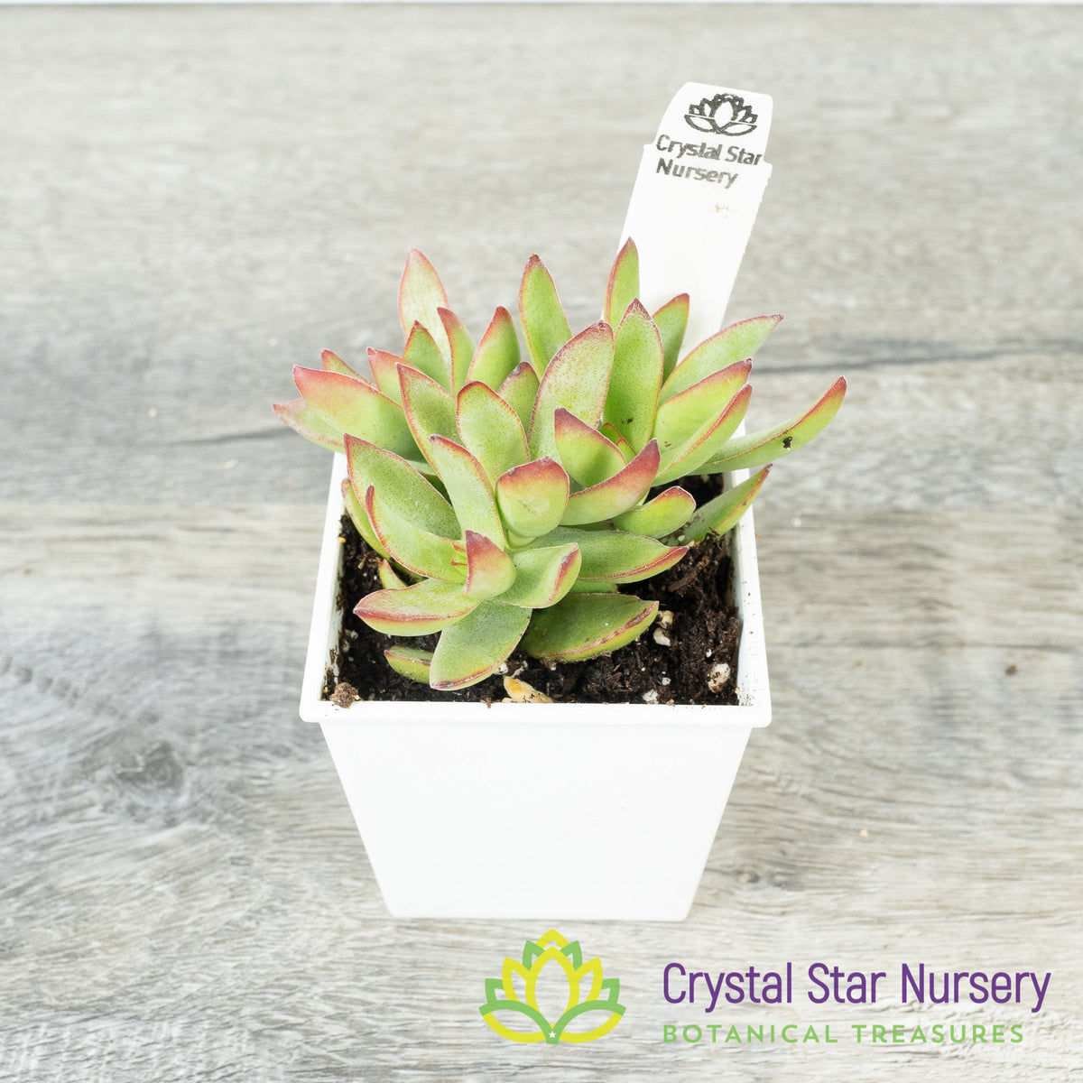 Crassula Rubricaulis