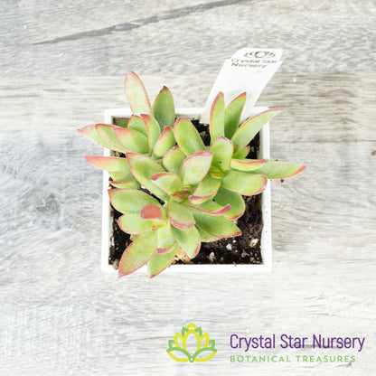 Crassula Rubricaulis
