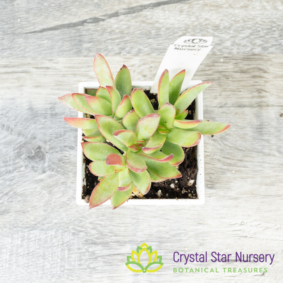 Crassula Rubricaulis