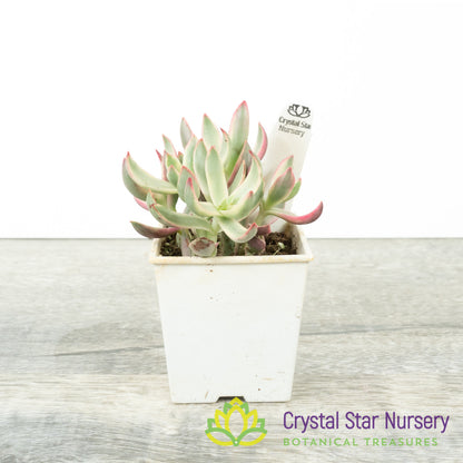 Crassula Rubricaulis ‘Candy Cane’