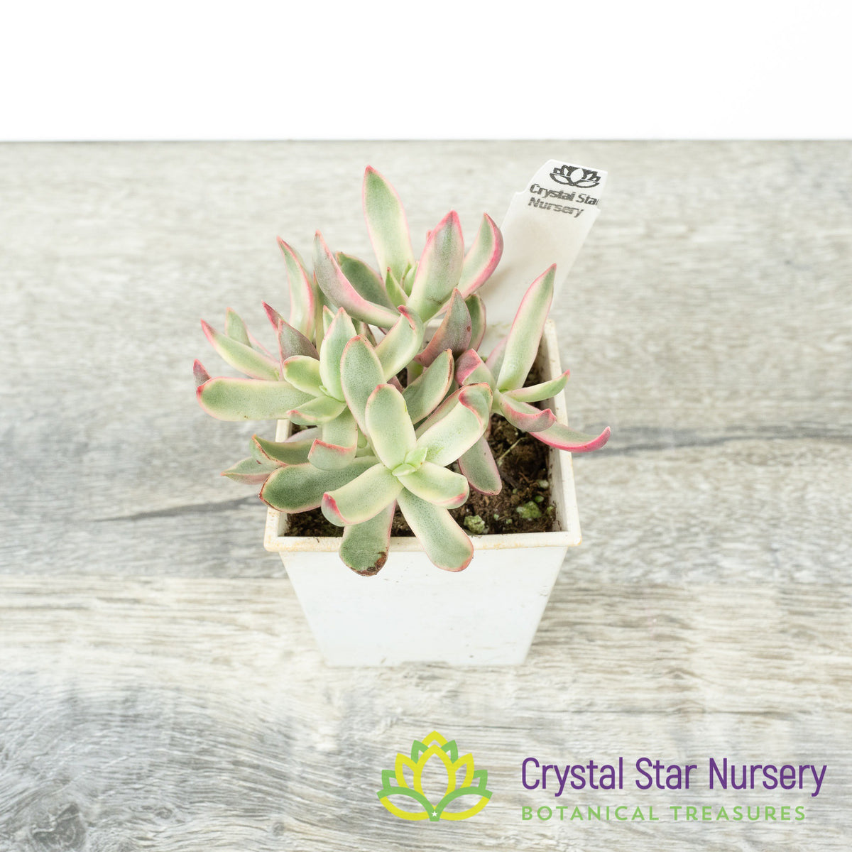 Crassula Rubricaulis ‘Candy Cane’