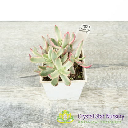 Crassula Rubricaulis ‘Candy Cane’