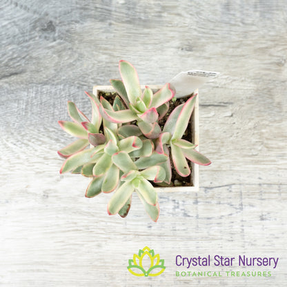 Crassula Rubricaulis ‘Candy Cane’