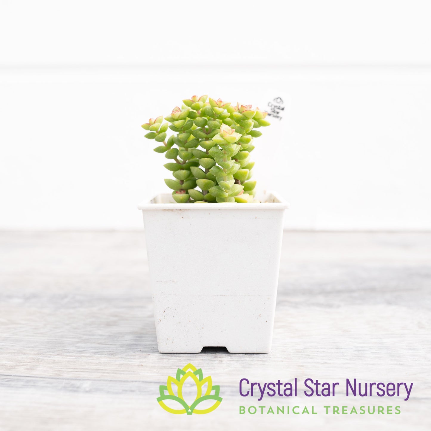 Crassula Rupestris Tom Thumb
