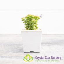 Crassula Rupestris Tom Thumb
