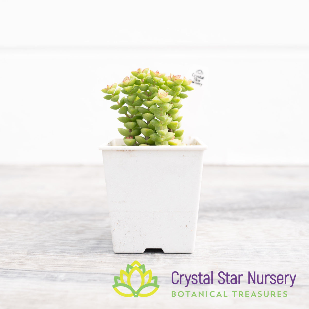 Crassula Rupestris Tom Thumb