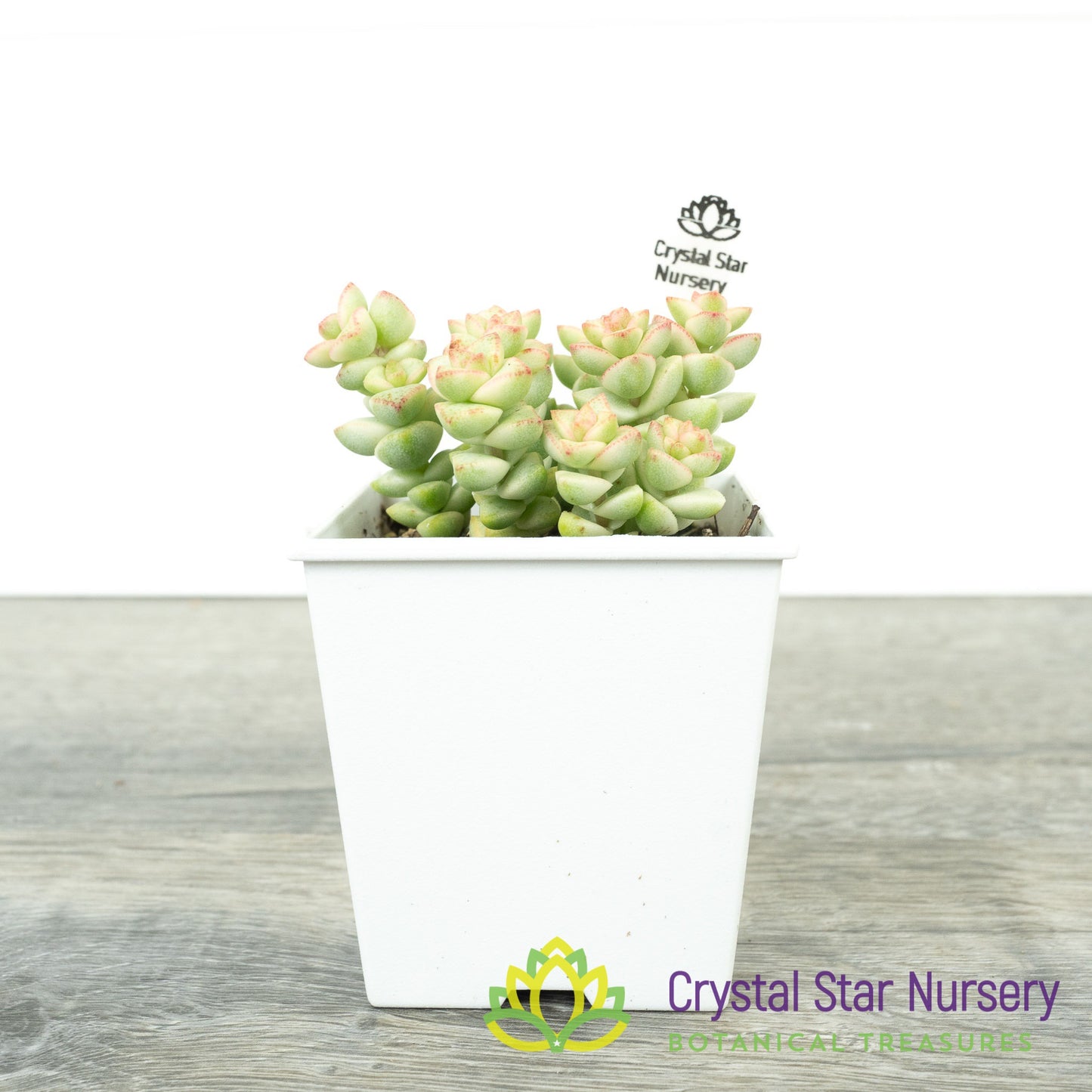Crassula Rupestris Tom Thumb Variegata