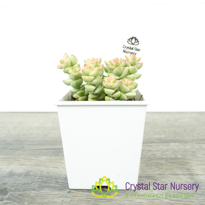 Crassula Rupestris Tom Thumb Variegata