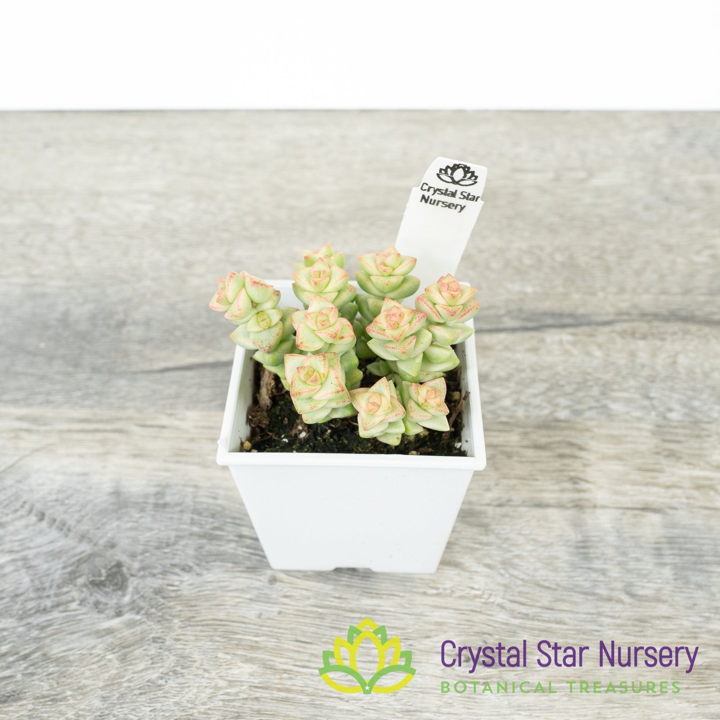 Crassula Rupestris Tom Thumb Variegata