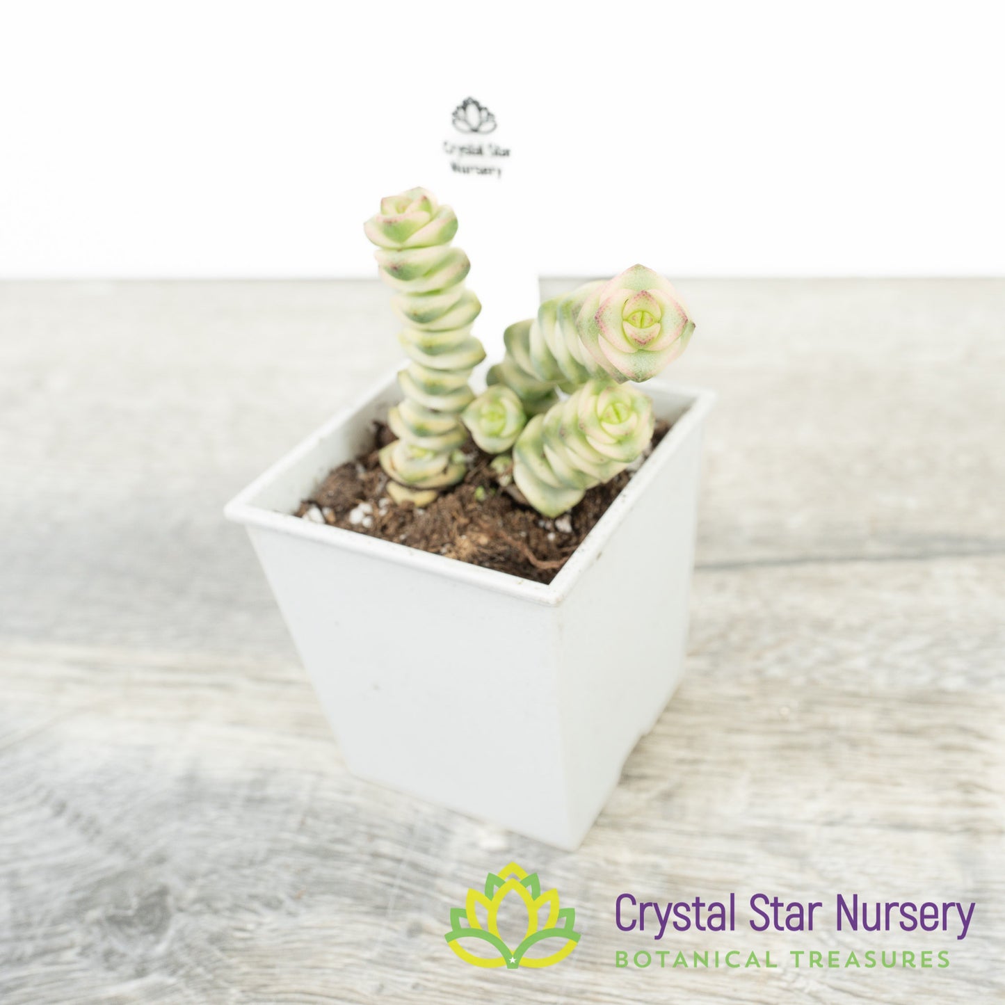 Crassula Fantasy 'Baby's Necklace' Variegated