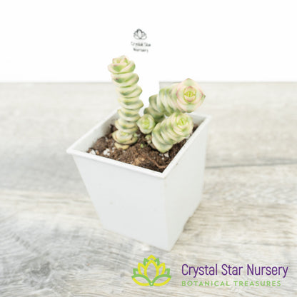 Crassula Fantasy 'Baby's Necklace' Variegated