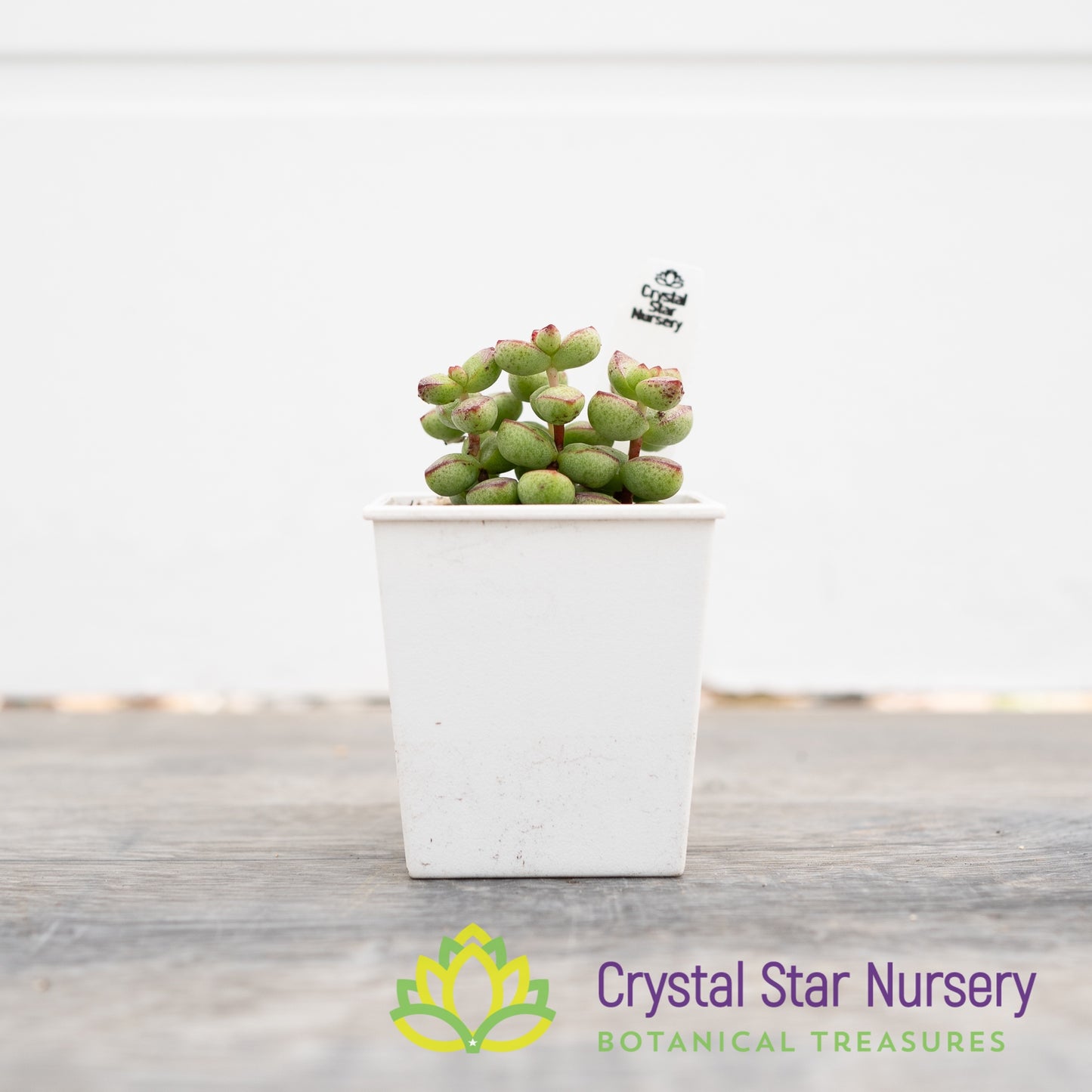 Crassula Rupestris var Monticola