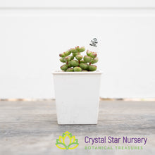 Crassula Rupestris var Monticola