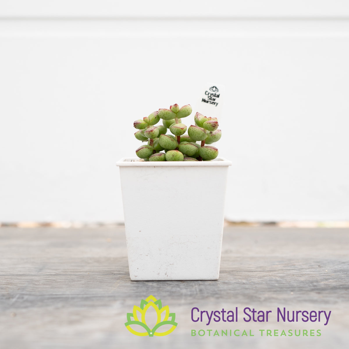 Crassula Rupestris var Monticola