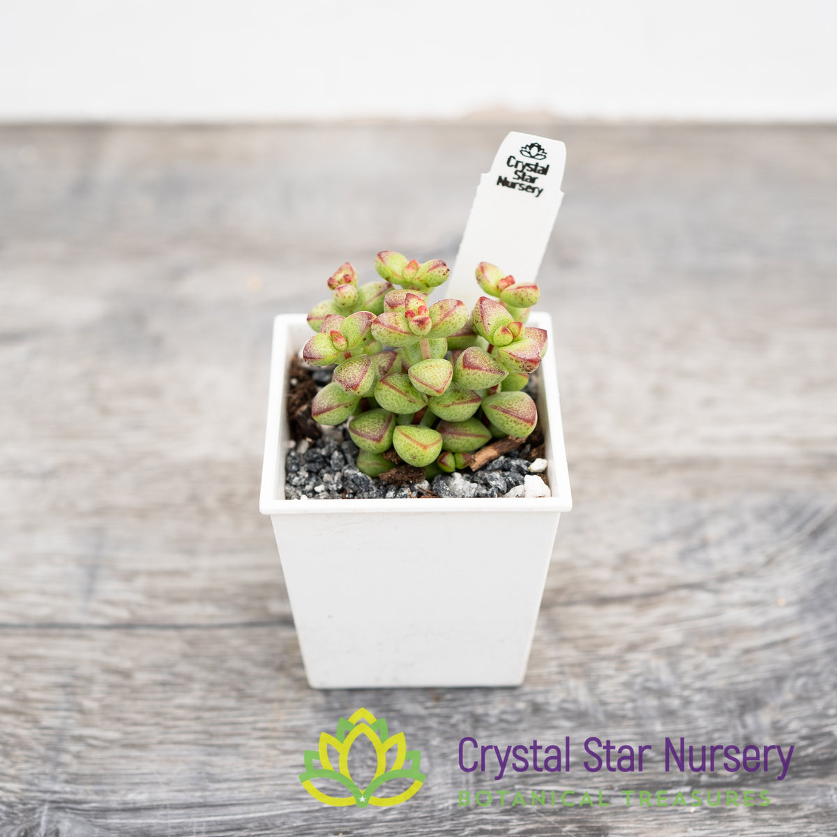 Crassula Rupestris var Monticola
