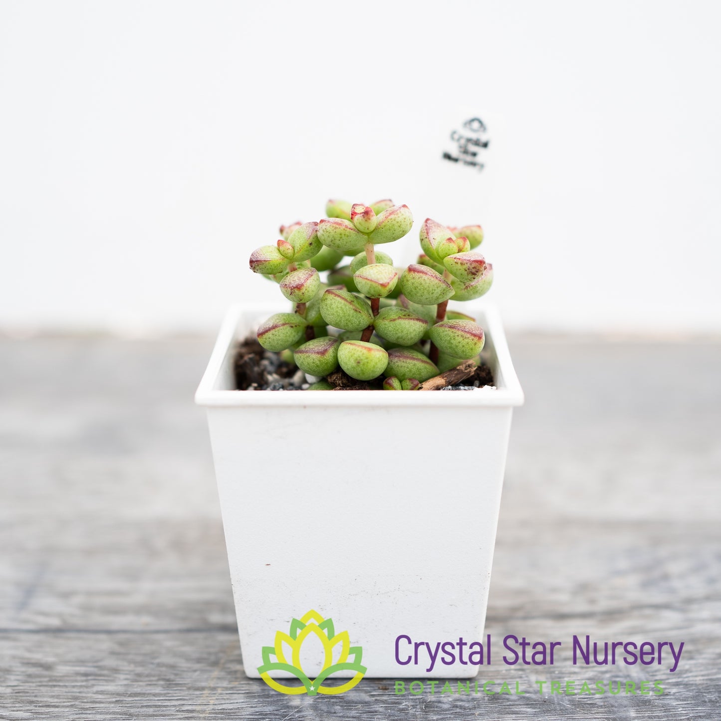 Crassula Rupestris var Monticola