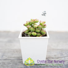 Crassula Rupestris var Monticola