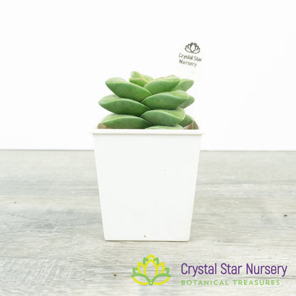Crassula Springtime