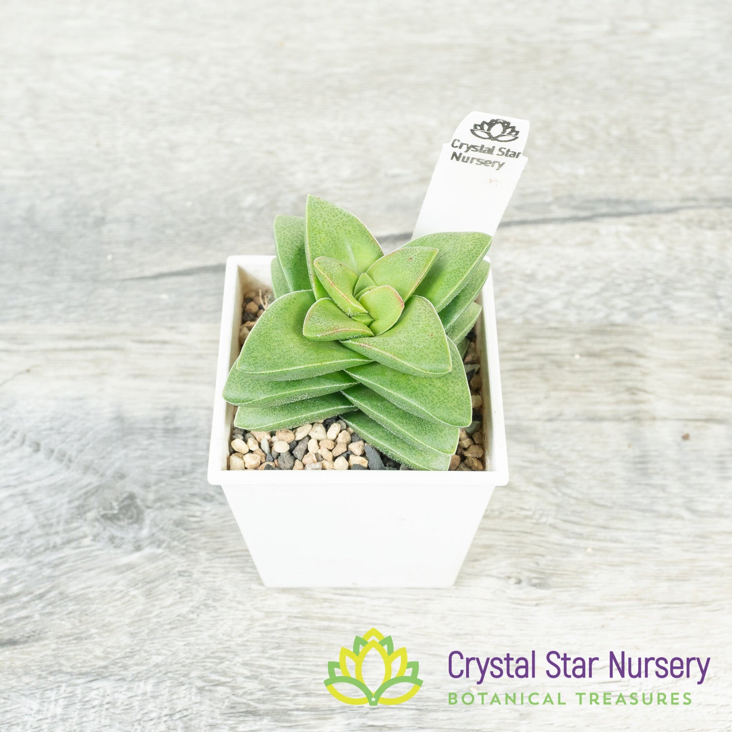 Crassula Springtime