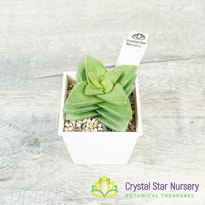 Crassula Springtime