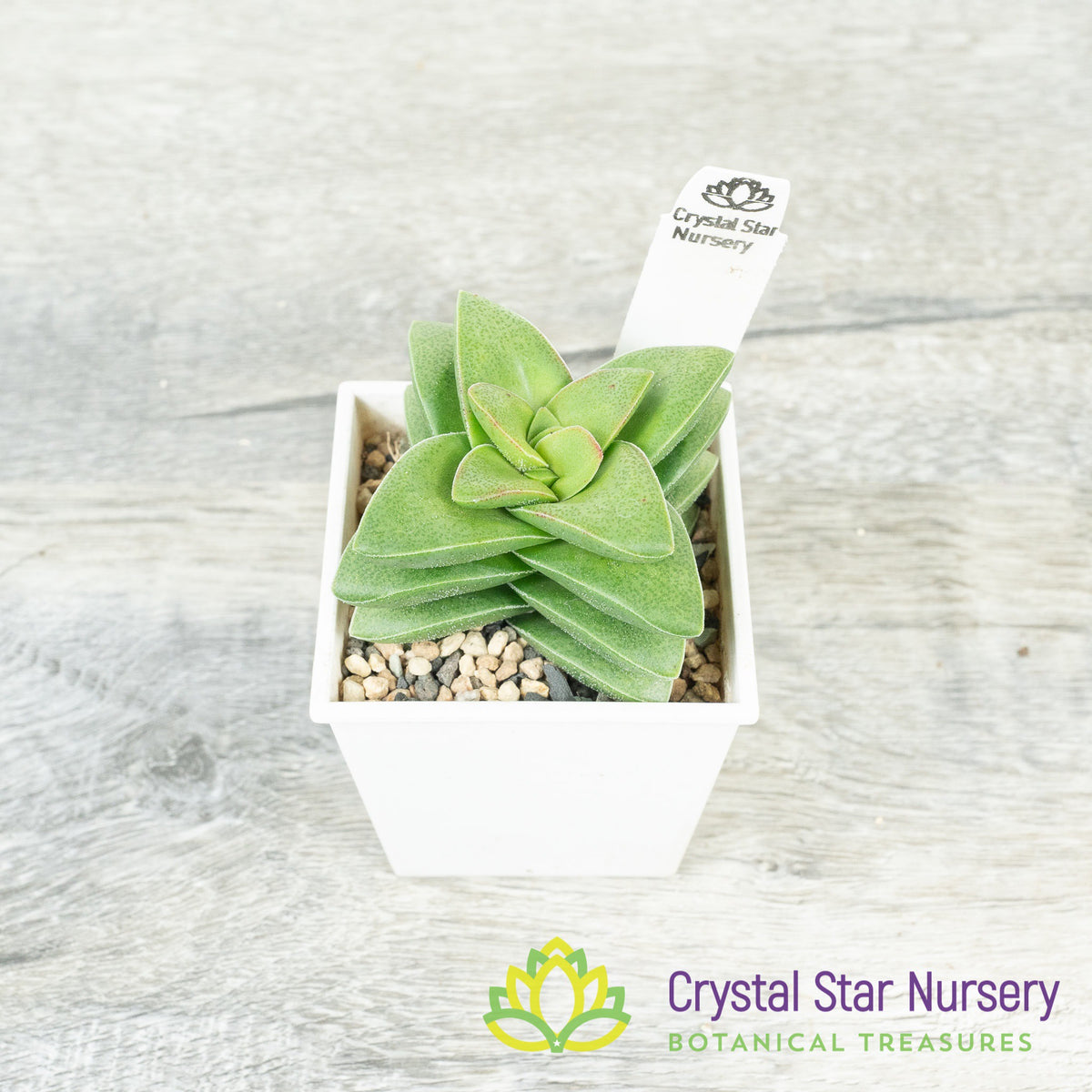 Crassula Springtime