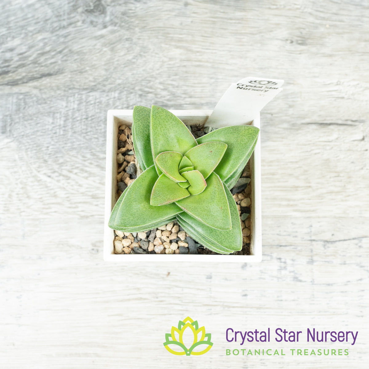 Crassula Springtime