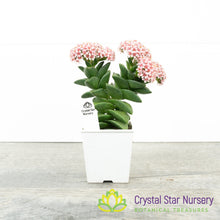 Crassula Springtime