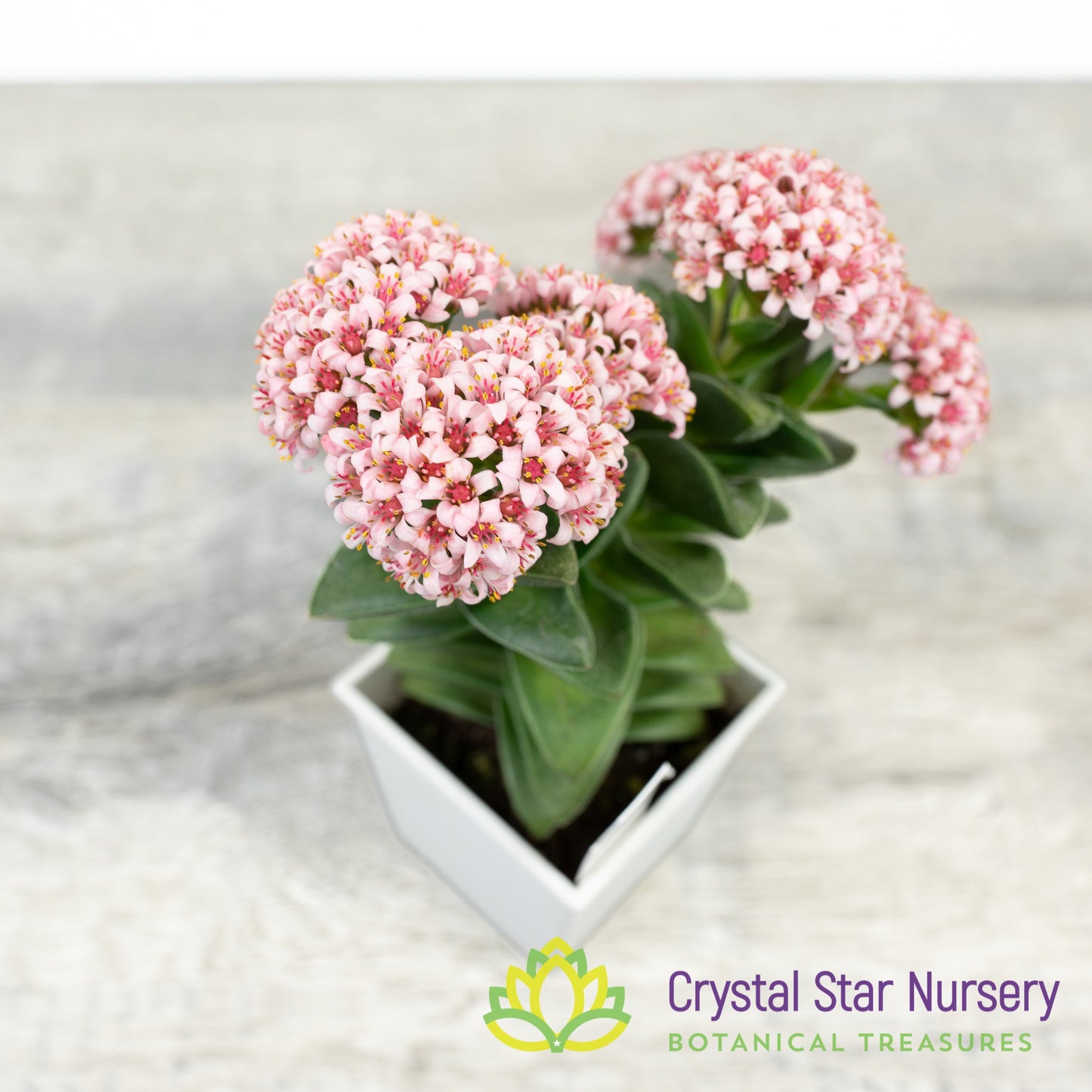 Crassula Springtime