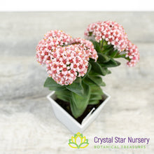 Crassula Springtime