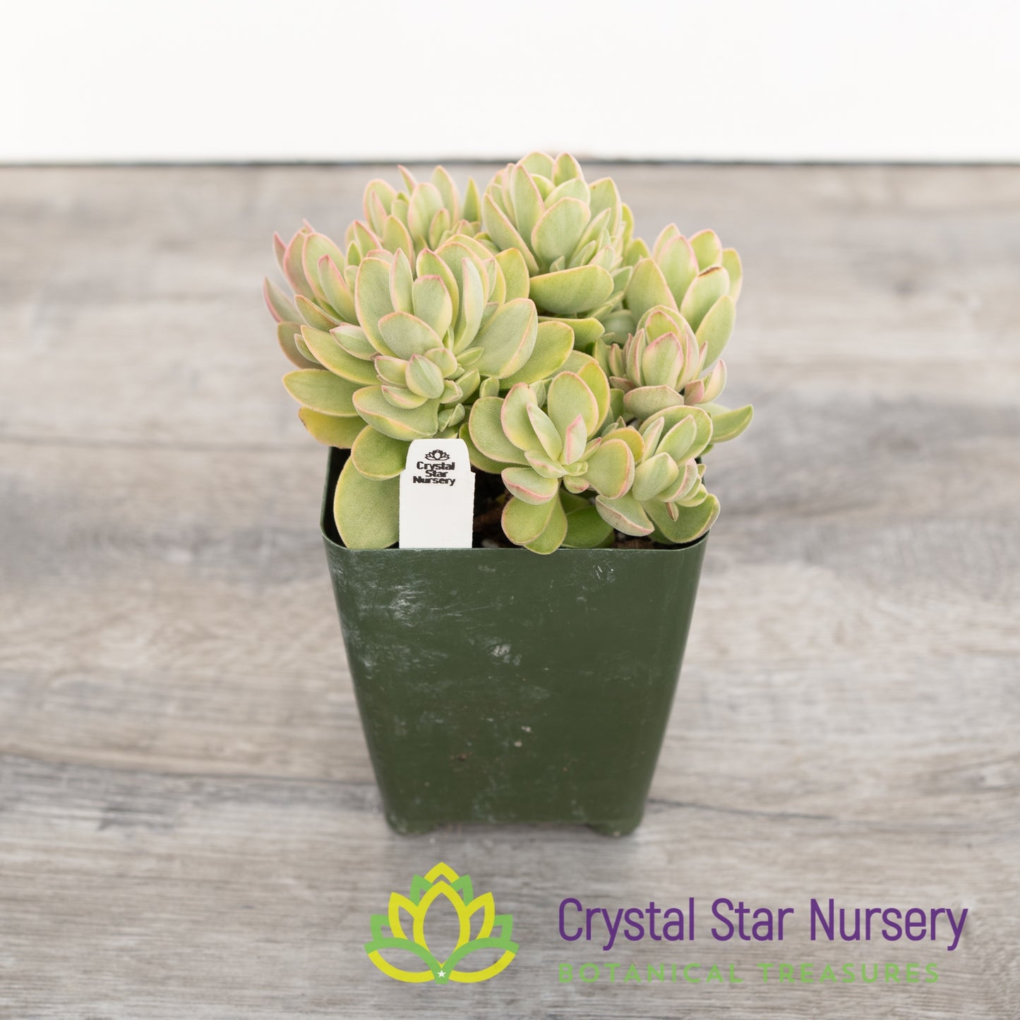 Crassula Swaziensis 'Variegata'