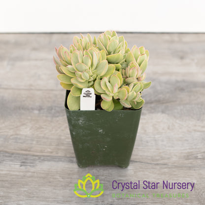 Crassula Swaziensis 'Variegata'