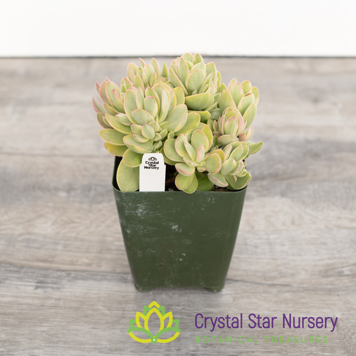 Crassula Swaziensis &#39;Variegata&#39;