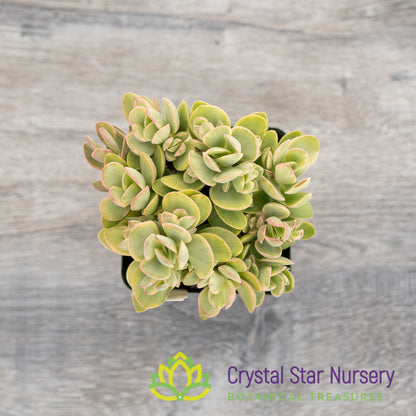 Crassula Swaziensis 'Variegata'