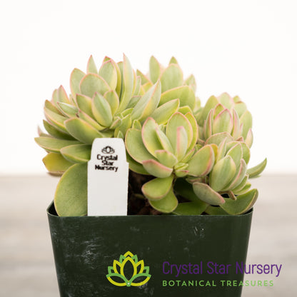 Crassula Swaziensis 'Variegata'