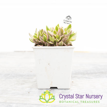Crassula Volkensii Variegated