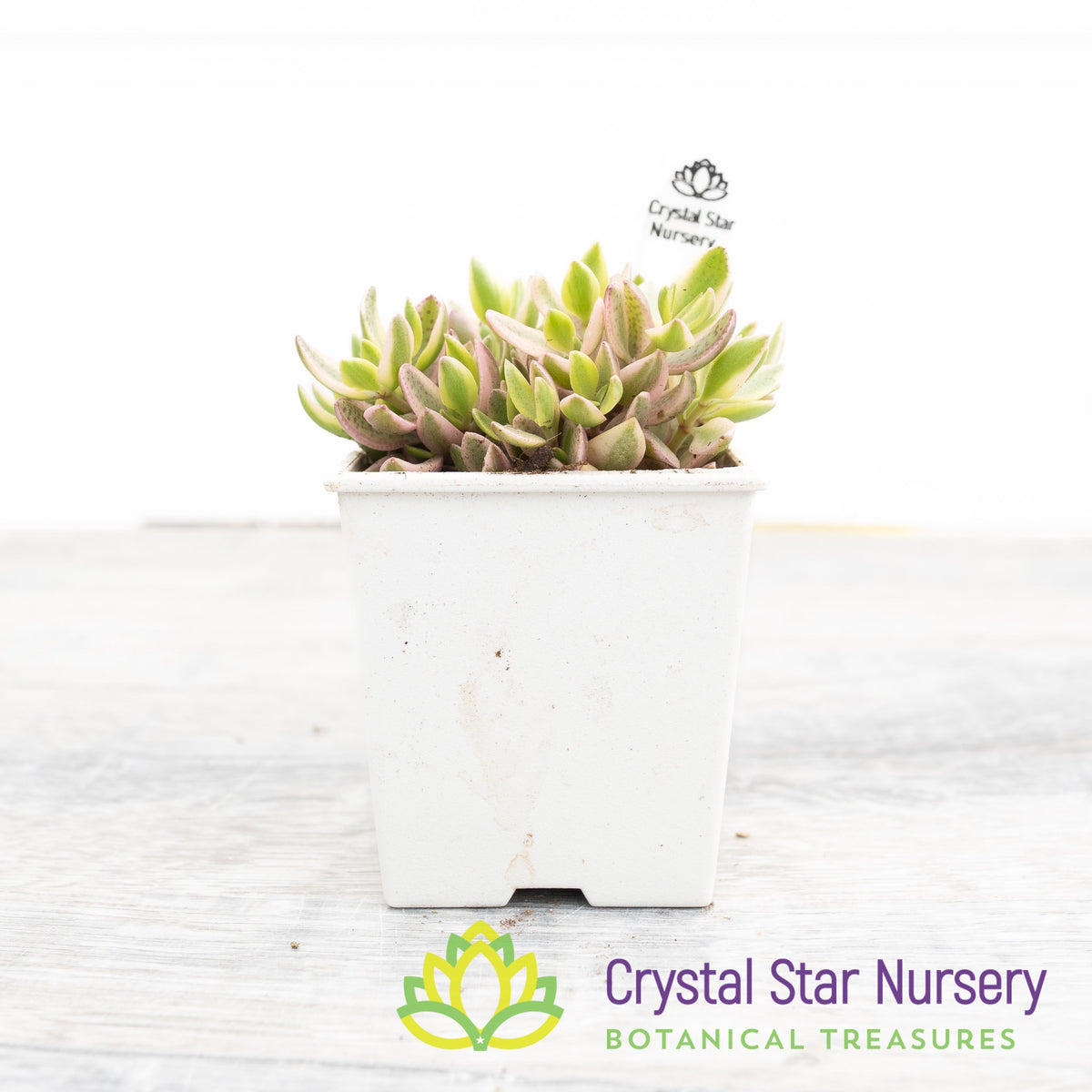 Crassula Volkensii Variegated