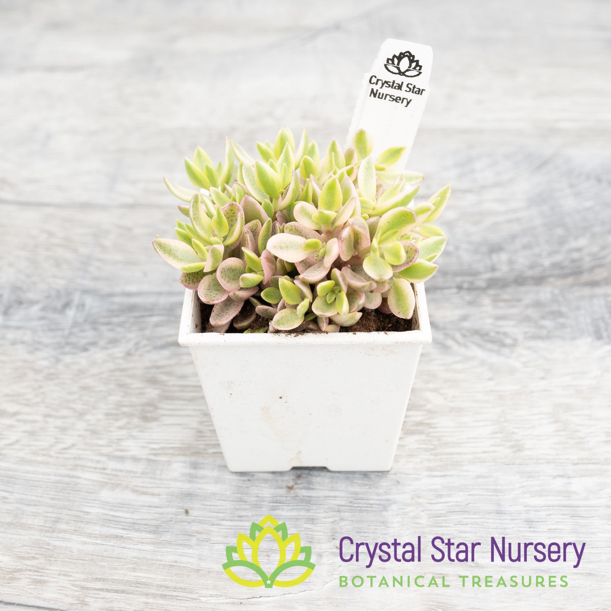 Crassula Volkensii Variegated
