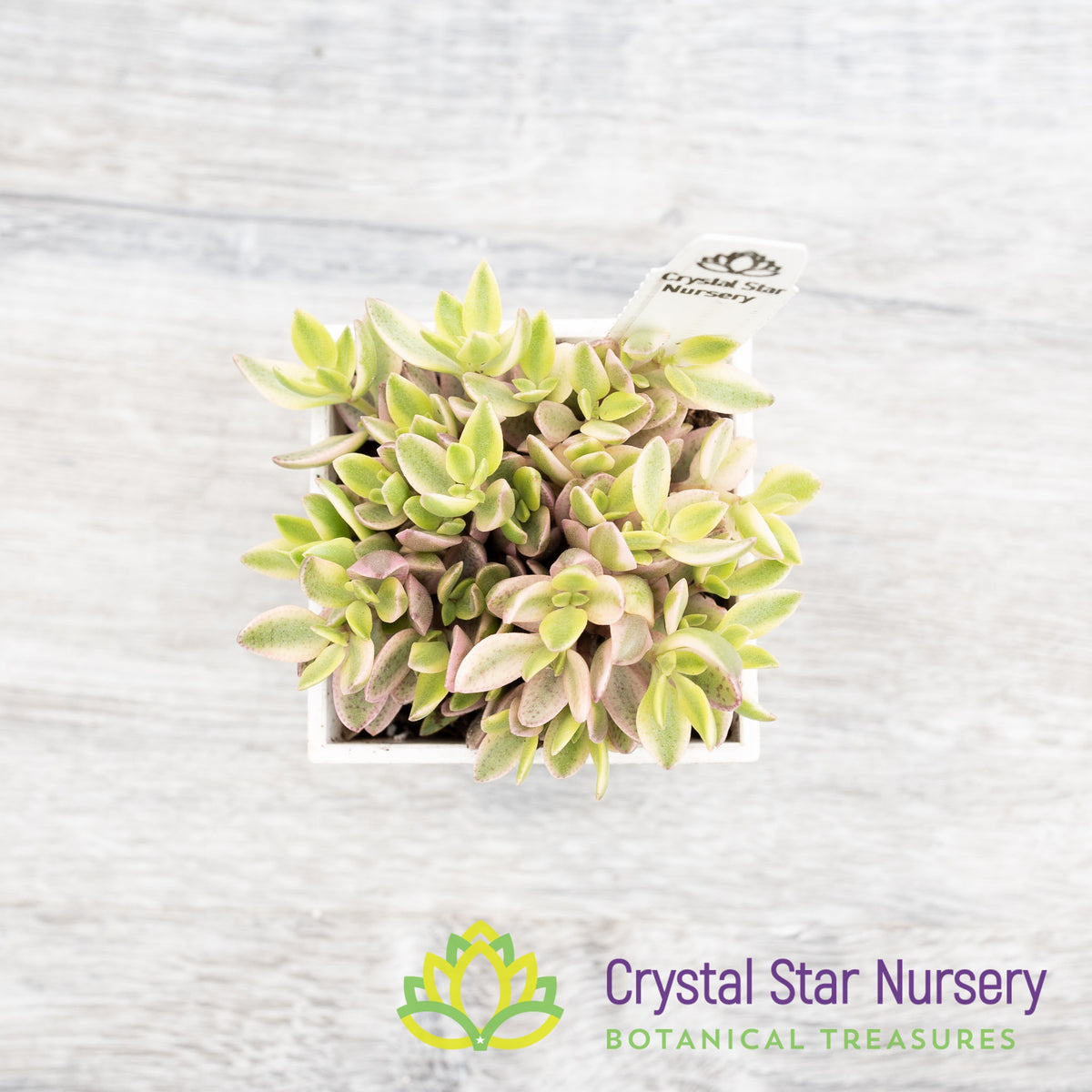 Crassula Volkensii Variegated