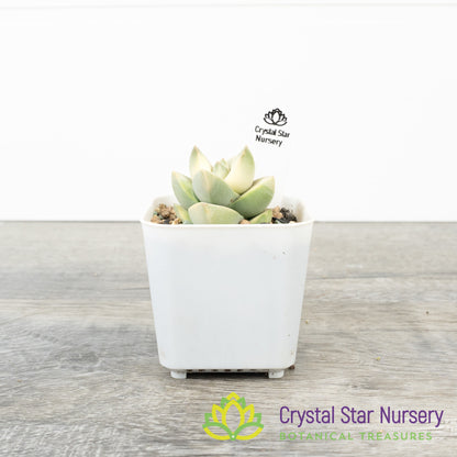 Crassula 'Moonglow' variegated