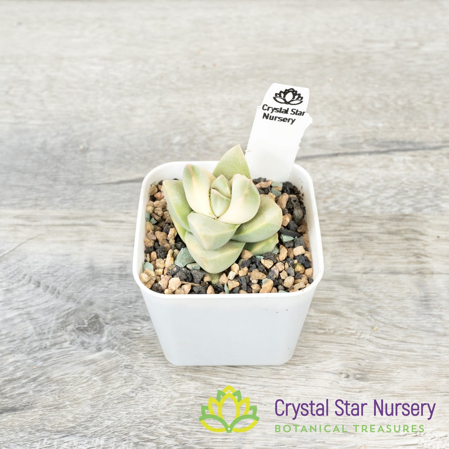 Crassula 'Moonglow' variegated