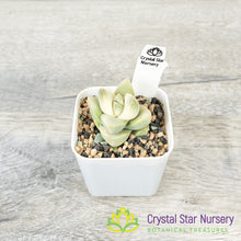 Crassula 'Moonglow' variegated