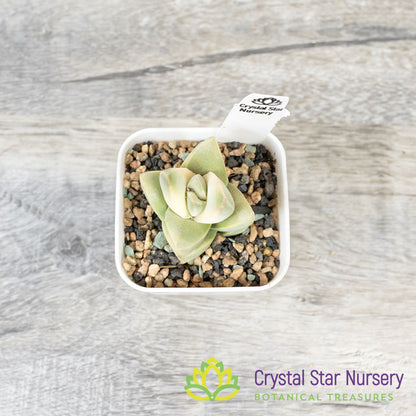 Crassula 'Moonglow' variegated