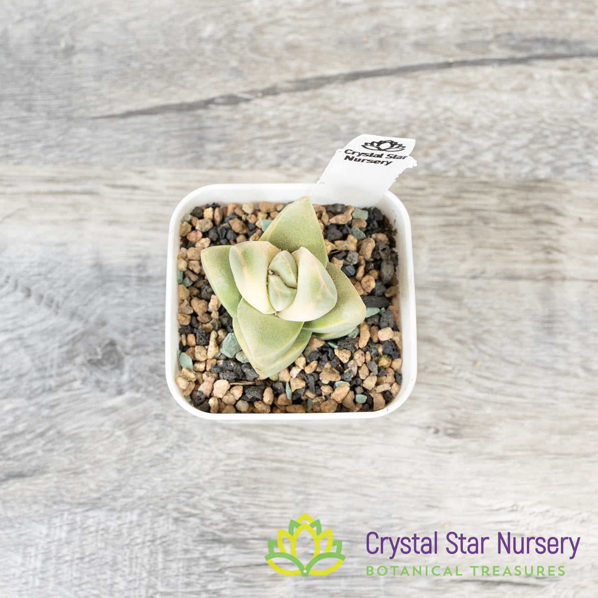 Crassula &#39;Moonglow&#39; variegated