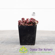 Crassula corymbulosa