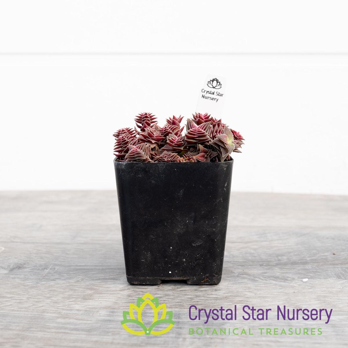 Crassula corymbulosa